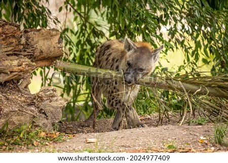 Hyena, a carnivore mammal that is often used in folklore and mythology.  A member of the  canid family