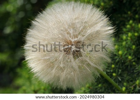 Dandelion with dew or water drops. White fluffy flower Dandelions. Natural green blurred spring background. Beautiful Dandelion with dew or water. Picture for screensaver, wallpaper, card design