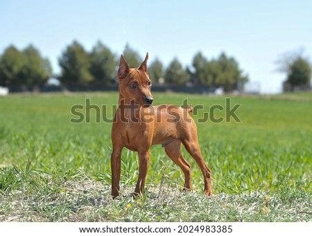 Brown miniature pinscher on the grass in the field Royalty-Free Stock Photo #2024983385