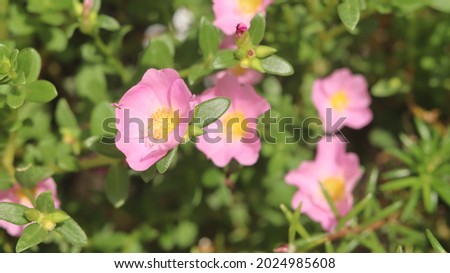 Pink Portulaca grandiflora flowers that bloom in the morning around nine o'clock