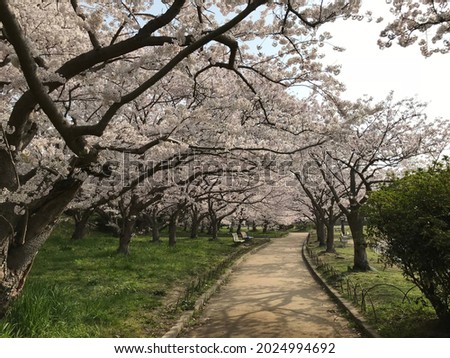 Cherry blossoms in Akashi Park. This row of cherry blossom trees is one of the highlights of cherry blossoms.