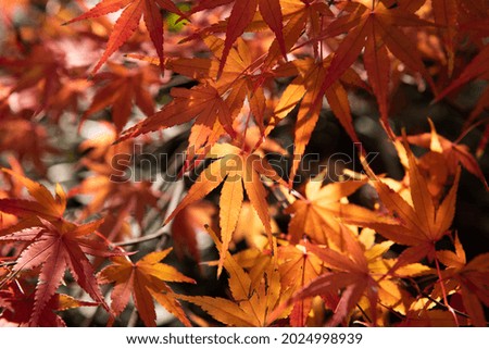 beautiful red maple leaf in autumn background. close-up. 