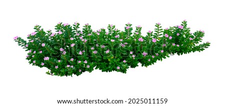 periwinkle plant (Vinca flower)  isolated on white background , with clipping path
