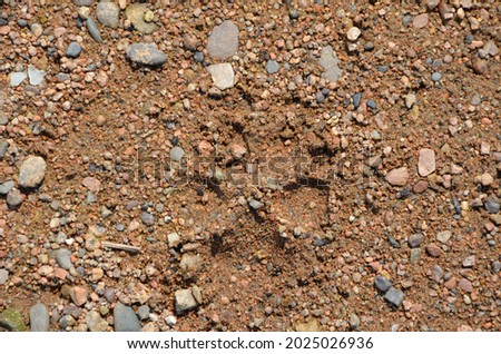 This picture shows a gravel texture with dog's footprint zoomed