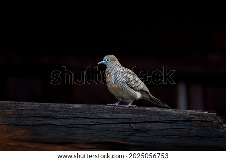 Dove perched​ on old wood​ It's​ a​ beautiful picture of nature 