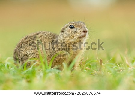 European ground squirrel (Spermophilus citellus) an adorable furry mammal living in the fields. Detailed portrait of a wild cute animal sitting in the grass with soft green background. Czech Republic