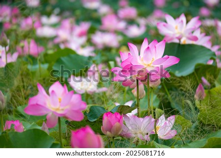 Royalty high quality free stock photo image of a pink lotus flower. The background is the lotus leaf, pink lotus flower, lotus bud in a pond. Viet Nam. Peace scene countryside, Vietnam. Beauty flower