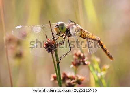 A yellow dragonfly is sitting on a twig in close-up. The dragonfly is hunting. Macro shots of a dragonfly. Royalty-Free Stock Photo #2025115916