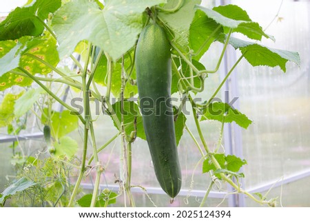big cucumber in the greenhouse 
 Royalty-Free Stock Photo #2025124394