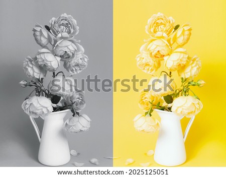 Colors of year 2021. Gray and Yellow. Beautiful yellow rose flower