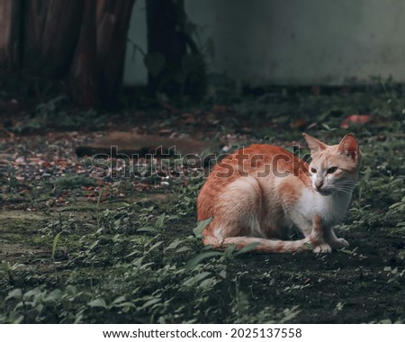 Cat Wild Photography , Cat Photography Royalty-Free Stock Photo #2025137558