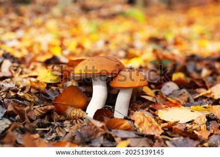 Two edible orange-cap boletus mushrooms Boletus versipellis that grow among thickets of heather and grass. Close-up Royalty-Free Stock Photo #2025139145