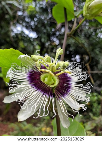 Beautiful picture of passion fruit flower
