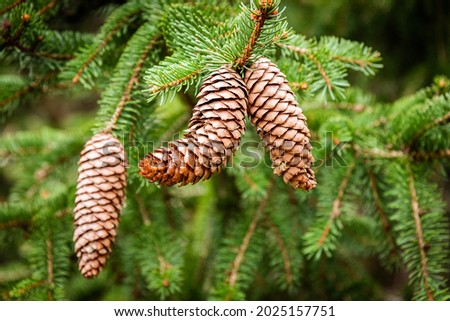Brown pine cones on branch.