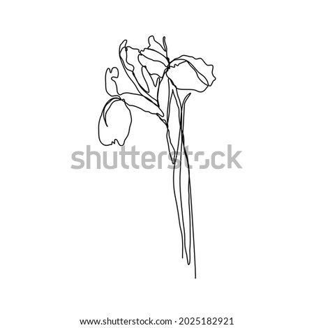 Iris flower in one line style isolated on white background. Continuous art in an elegant style for prints, tattoos, posters, textiles, postcards, etc. Vector illustration of a beautiful iris flower.