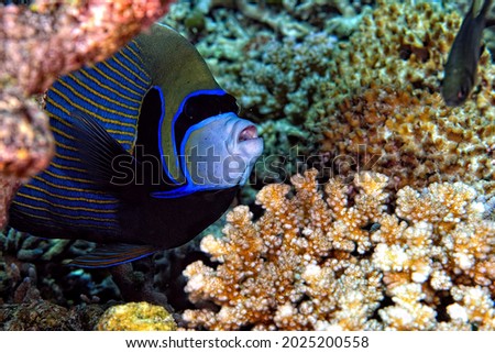 A picture of a beautiful colorful emperor fish