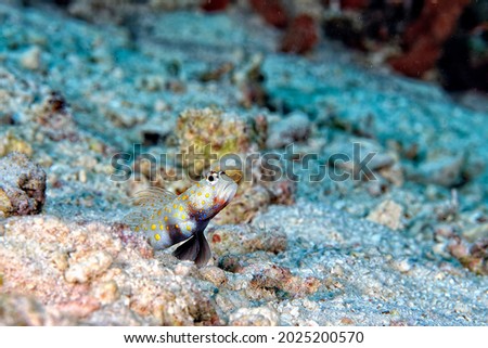 A picture of an orange spotted shrimp goby in the sand