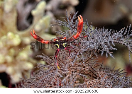 A picture of a beautiful black coral crab on the coral