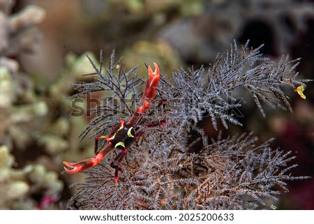 A picture of a beautiful black coral crab on the coral