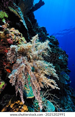 A beautiful picture of an healty coral reef