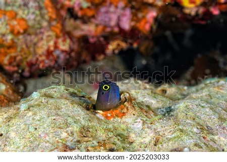 A beautiful picture of a yellow eyed combtooth blenny