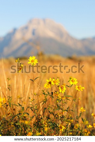 Bush Daisy closeup with Mountain Moran in background at Grand Tenon National Park, Wyoming, USA. Shallow depth of filed applied.