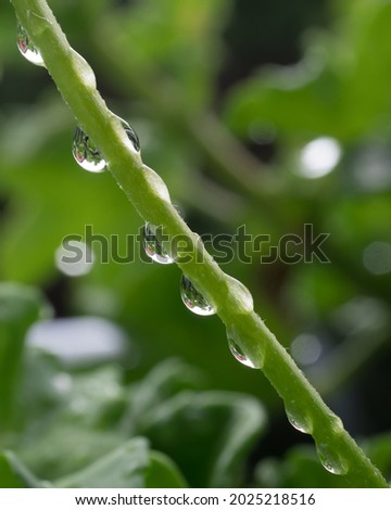 Raindrops on the green stem on green blurred background
