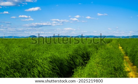 Summer landscape with green asparagus field, blue hills at skyline, blue sky clouds