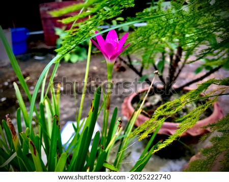Beautiful blooming pink colour flower. Capture by iPhone. High Quality Photo.