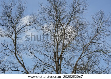 Dry tree branches in summer on a bright blue sky background
