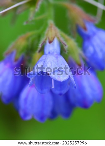 Blue Virginia bells on a green blurry background. A wild and garden plant. Close-up, low depth of field, blurry forest background. A beautiful summer picture on the theme of floristry and gardening.