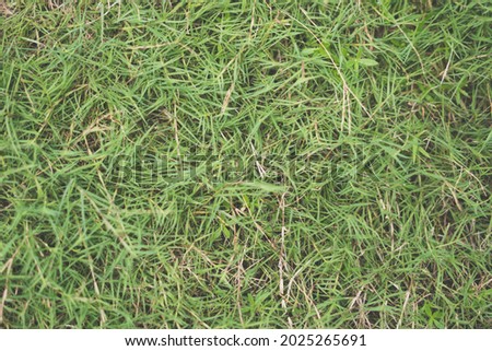 Abstract natural background. Collection with different colour tones of green grass, copy space. Summer fresh and football mood. For design wallpaper screensaver web backdrop. Light Pale matte