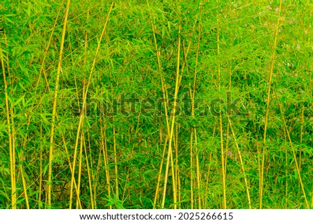 Green bamboo leaf painting meaning Zen background