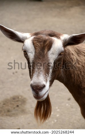 A goat stares intently back at the photographer's camera.