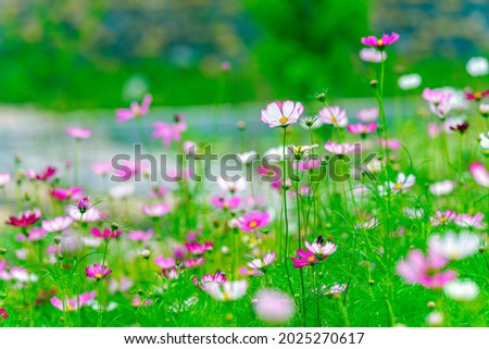 Beautiful Gesang flower painting meaning picture background
