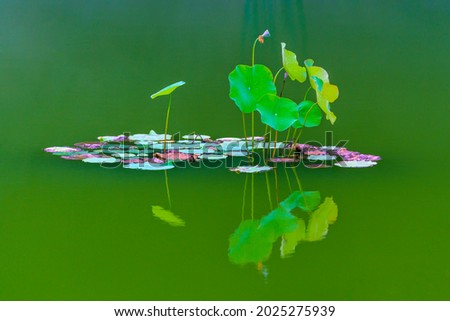 Beautiful painting of Zen lotus pictures