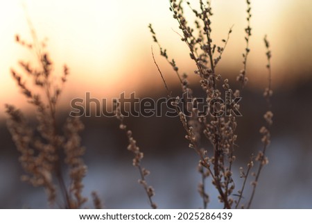 Plant at sunset. Background for photographs. Blue-pink sunset. Blurred background.