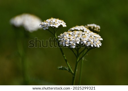 White yarrow close-up and in detail on a sunny day on a park lawn with pronounced bokeh.