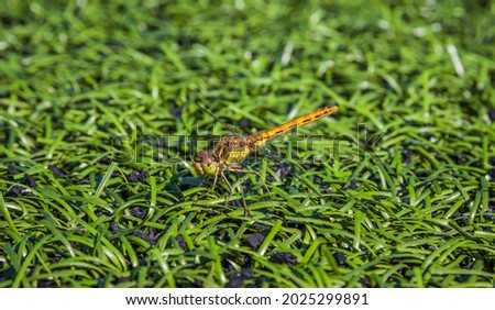 A dragonfly sits on artificial grass on a soccer field? An football field with a dragonfly