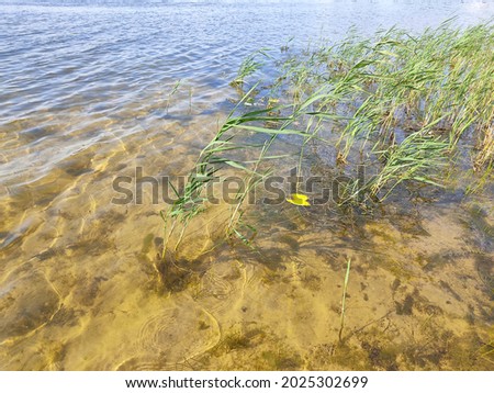 Transparent bottom of the lake with branches of green underwater plants. Yellow sand at the bottom of the reservoir. Photo in sunny, summer weather.