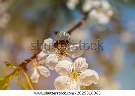 Bee on a petal of cherry blossoms