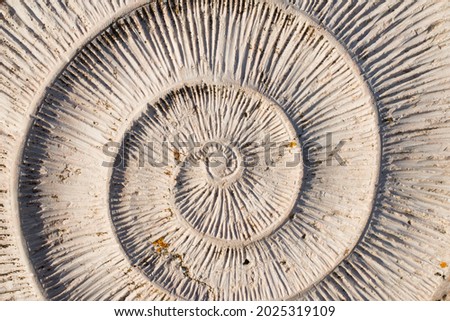 Patterns in nature. Spiral in shell. Background. Portugal, Europe