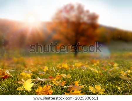 Colorful forest in sunlight. Autumn landscape with yellow trees and sun. Beautiful foliage in the park. Falling leaves natural background