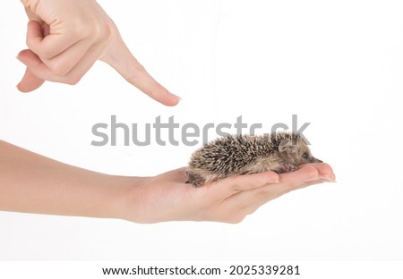 little hedgehog in hand on a white background