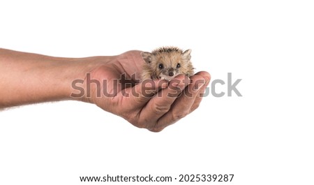 little hedgehog in hand on a white background