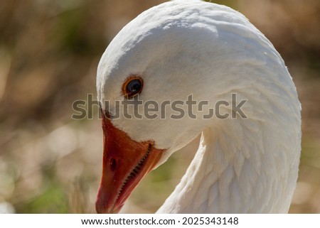 Cose up of a white goose