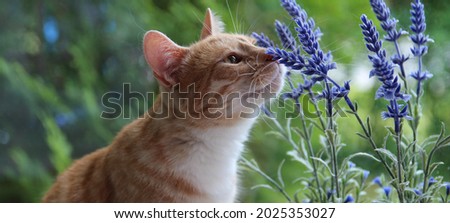 Cat and lavender sniffing good