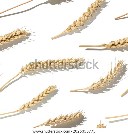 Seamless pattern of the wheat ears on a white background.