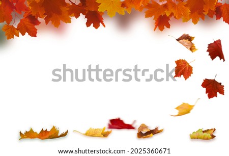 isolated maple leaves on the white background with copy space