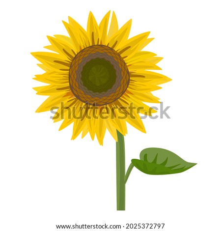 Sunflower isolated on white background. Isolated vector illustration.